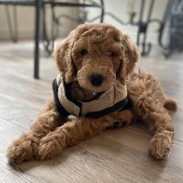 Poodles from Emmarie standard poodles