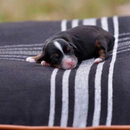 Tchoupitoulas - Tri-color male Bernedoodle puppy in Denham Springs, Louisiana from GimiPup Doodles