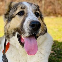 Central Asian Shepherd Dogs from Wolf Mountain Farm