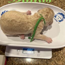 Dallas - Cream male Poodle puppy in Mobile, Alabama from Semmy’s Standard Poodle LLC