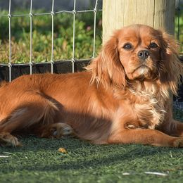 Cavalier King Charles Spaniels and Cavapoos from Stoltzfus Family Puppies
