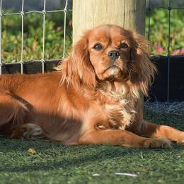 Cavalier King Charles Spaniels and Cavapoos from Stoltzfus Family Puppies