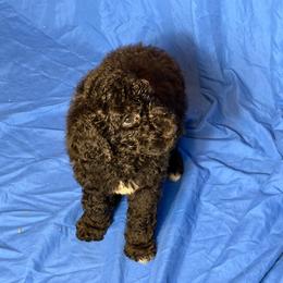 Halaena - Black female Poodle puppy in Atlanta, Georgia from Syren House Doodles & Poodles