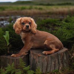 Cavalier King Charles Spaniel Puppies from Whisper Wood Acres