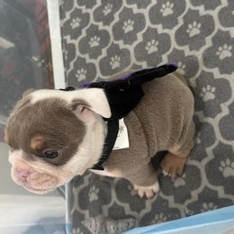Batman - Lilac tri-color male Bulldog puppy in Alexandria, Virginia from Stacey D’s Bulldogs