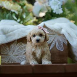 Margarita - Apricot female Maltipoo puppy in Deming, Washington from Heavenly Puppies to Love