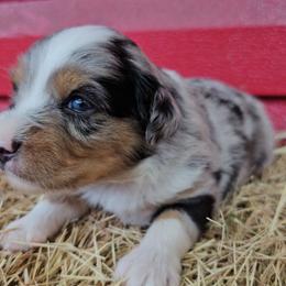 Beau - Blue merle male Miniature Australian Shepherd puppy in Dunnellon, Florida from Ever After Mini Aussies