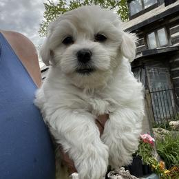 Musket - Purple - White female Coton de Tulear puppy in Rubicon, Wisconsin from Purplehaze Acres Cotons de Tulear