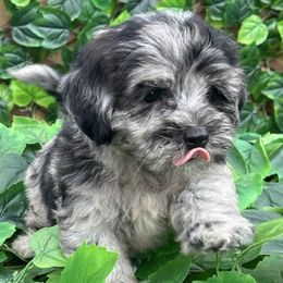 Ozzy - Merle male Maltipoo puppy in Lebanon, Kentucky from Mosaic Merle Doodles