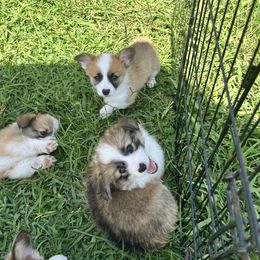 Miniature Australian Shepherd and Pembroke Welsh Corgi Puppies from Fluffy Butt Acres