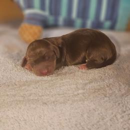 Male chocolate piebald - Chocolate and tan male Dachshund puppy in Trade, Tennessee from TN Miniature Dachshunds & Basset Hounds