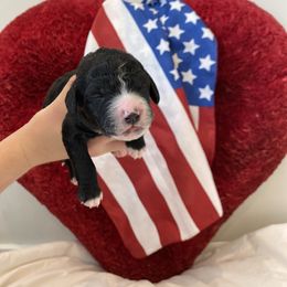 Bernedoodle Puppies from Honey B. Bernedoodles
