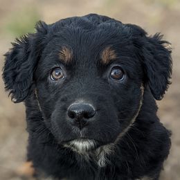 Girl 4 - Black Australian Shepherd puppy in Touchet, Washington from Frog Hollow Aussies