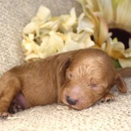 Jack- Male- AKC Mini Poodle- Stokesdale, NC - Red  male Poodle puppy in Stokesdale, North Carolina from His and Hers Poodles and Doodles