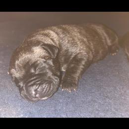 Boy 2 - Chestnut brindle male Cane Corso puppy in Douglasville, Georgia from Palazzo Cane Corso