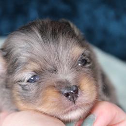 AKC Onyx - Black and tan male Pomeranian puppy in Albany, Indiana from Hatz Off Puppies