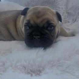Sterling - Fawn male French Bulldog puppy in Terrebonne, Oregon from Scherners Frenchie Frenz