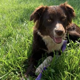 Aussiedoodles, Australian Shepherds, Miniature Australian Shepherds, and Toy Australian Shepherds from Laggin Wagon Ranch