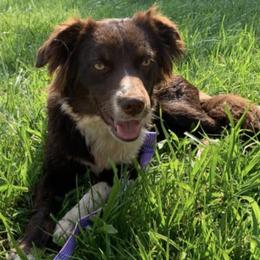 Aussiedoodles, Australian Shepherds, Miniature Australian Shepherds, and Toy Australian Shepherds from Laggin Wagon Ranch