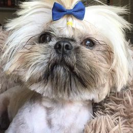 Obi - Shih Tzu