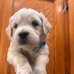 Blue (3700) - Light golden male Golden Retriever puppy in Pahrump, Nevada from Southern Nevada Goldens