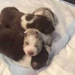 Australian Shepherd Puppies from Big Sky Aussies