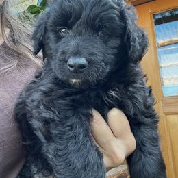 Boy 2 - Black phantom Aussiedoodle puppy in Lane County, Oregon from Aussiedoodles of Oregon