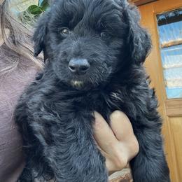 Boy 2 - Black phantom Aussiedoodle puppy in Lane County, Oregon from Aussiedoodles of Oregon
