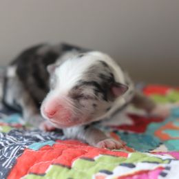 Miniature Australian Shepherd Puppies from Diamond D Mini Aussies