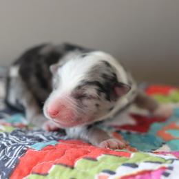 Miniature Australian Shepherd Puppies from Diamond D Mini Aussies