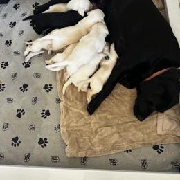 Labrador Retriever Puppies from Stonegate Labradors