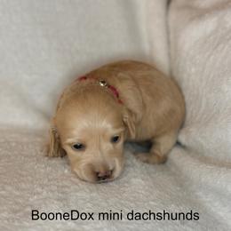 Libby - Cream female Dachshund puppy in Lexington, Oklahoma from BooneDox Miniature Dachshunds