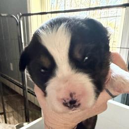 Boy 3 - Black tri male Miniature Australian Shepherd puppy in Saco, Maine from Wags Family Aussies