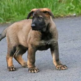 German Shepherd Puppies from Grendelhaus Shepherds