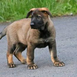 German Shepherd Puppies from Grendelhaus Shepherds