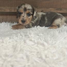 Girl 4 - Dapple female Dachshund puppy in Stilwell, Oklahoma from Bidding Creek Dachshunds