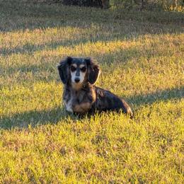 Winnie - Dachshund