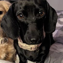 Kodi - Dachshund
