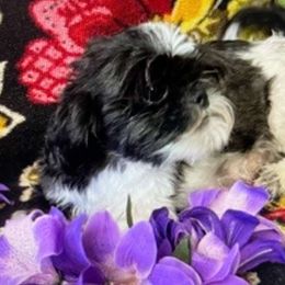 Dilly Dahly - Shih Tzu