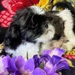 Dilly Dahly - Shih Tzu
