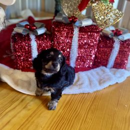 Nyx half Russian - Black and cream male Dachshund puppy in Call, Texas from Dachshund D’Amore