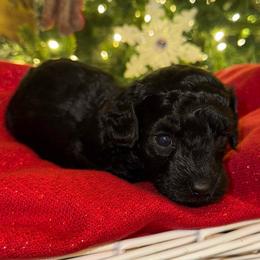 Sage - Black female Goldendoodle puppy in Greenville, South Carolina from Law Doodles of SC