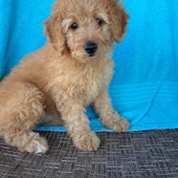 Aussiedoodle, Australian Shepherd, Bernedoodle, Cockapoo, and Poodle Puppies from Sis' Doodles & Poodles