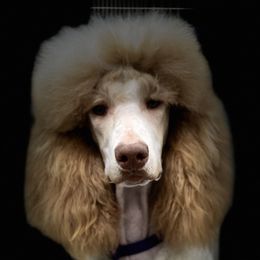Momo - Poodle
