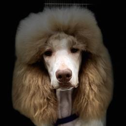Momo - Poodle