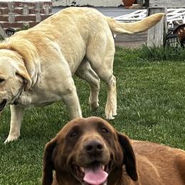 Australian Cattle Dogs and Labrador Retrievers from Christensen Heelers
