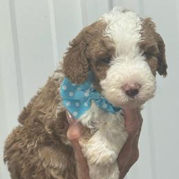 Blue - Yellow and white male Bernedoodle puppy in Petersburg, Michigan from Brittany’s Mini Bernedoodles