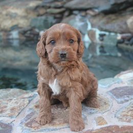 Australian Labradoodle Puppies from Labradoodle Story Tails