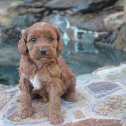 Australian Labradoodle Puppies from Labradoodle Story Tails
