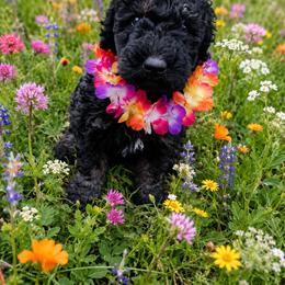 Winston - Black phantom male Aussiedoodle puppy in Yacolt, Washington from Aussiedoodles by Maggie